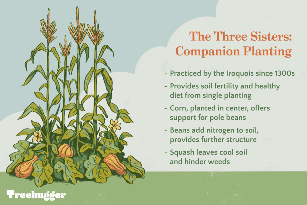Three Sisters - Plant Companions for Gardening