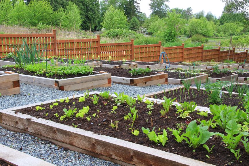 Backyard Garden Planning Leads to Creativity