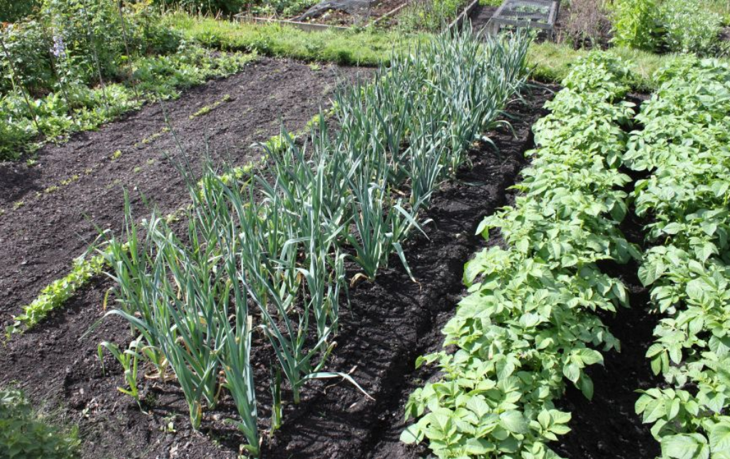 Backyard Garden Planning - Rows and Spacing