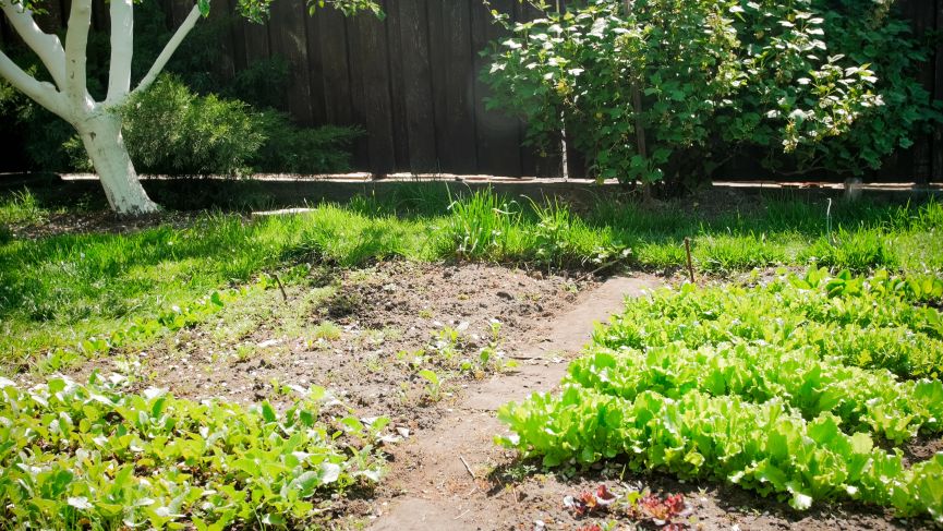 Considering Sun and Shade in your Backyard Garden Planning
