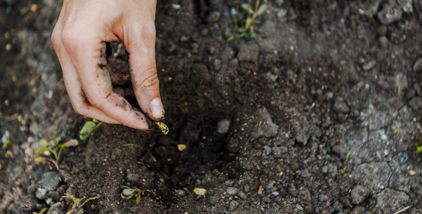 Planting your Seeds - A Key Component of Starting your Seedlings in the Spring