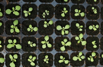 How to Successfully Start Your Seedlings in the Spring