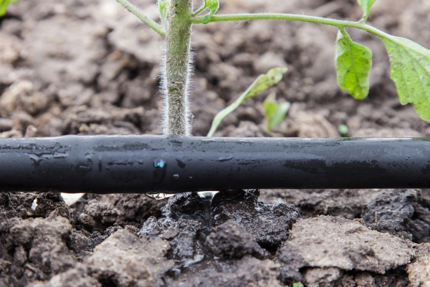 Modern Drip Irrigation for the Garden Distributing Water at the Base of the Plant