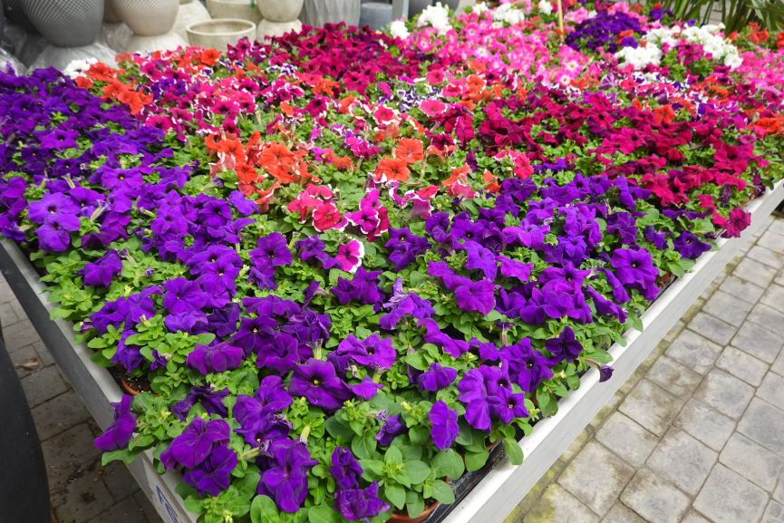 Build a Landscaping Raised Bed for Bright Flowers