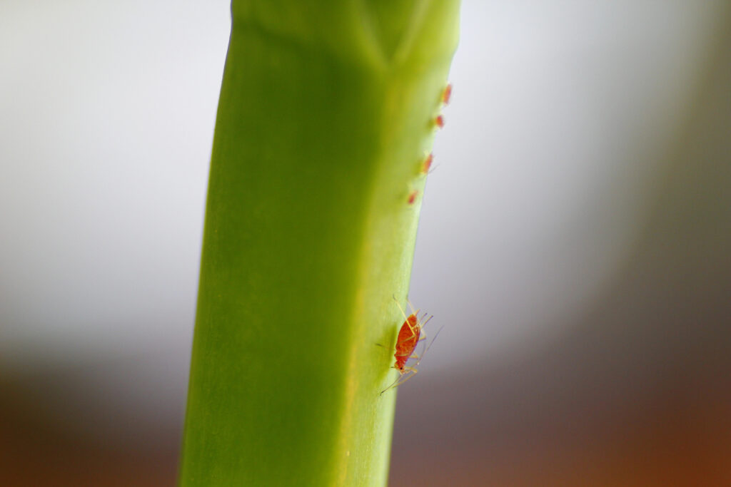 Aphids on Plants - Pest in Garden