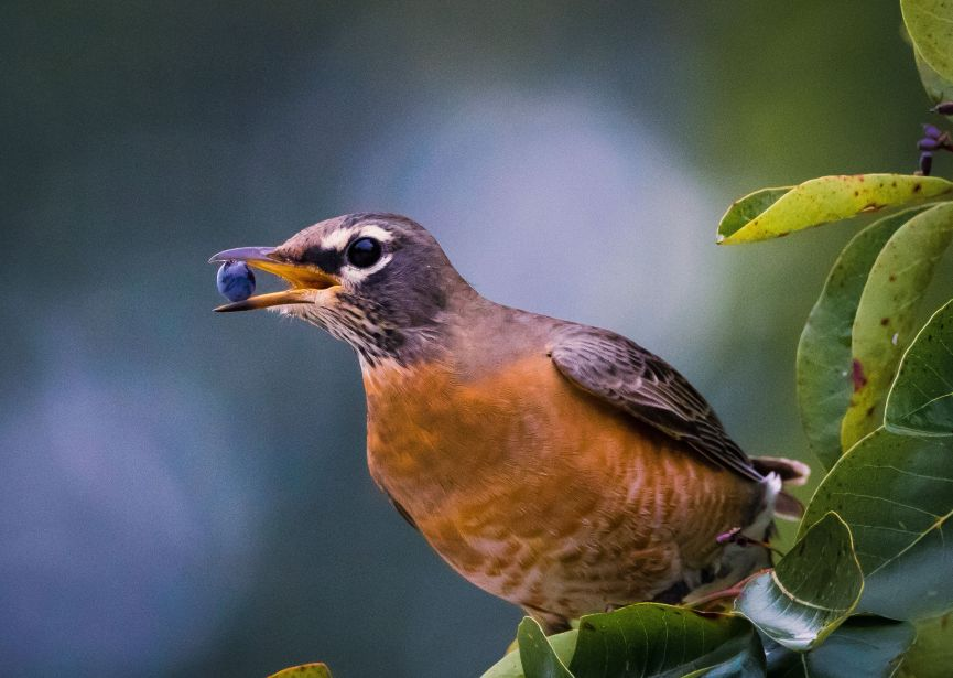 Growing Blueberries Means Watching for Birds Eating your Crops