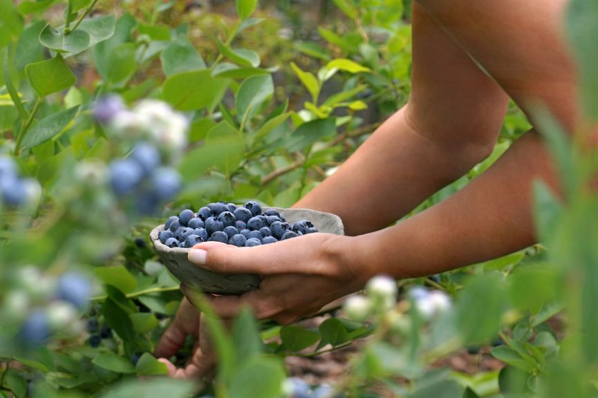 How to grow the right type of blueberries is important based on your region
