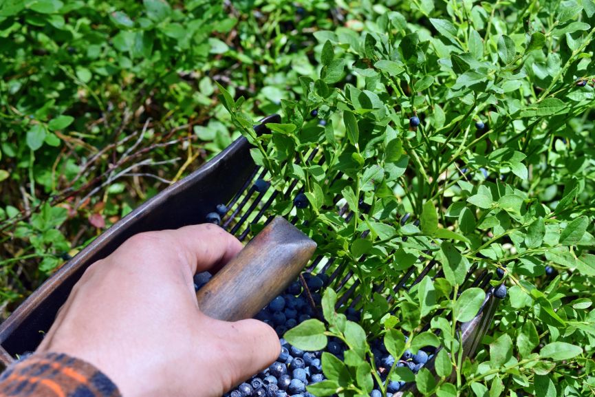 Harvesting Bluebberries