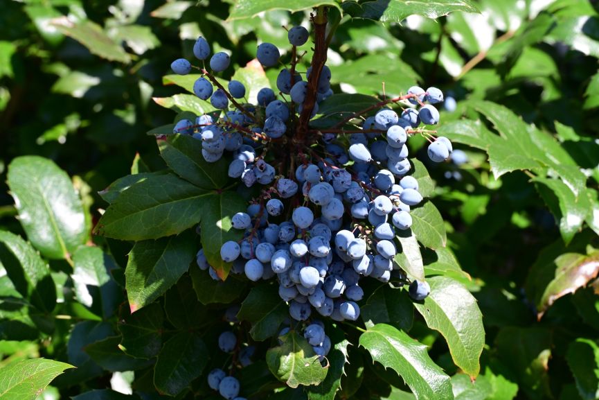 Blueberry Bush With Ripe Fruits