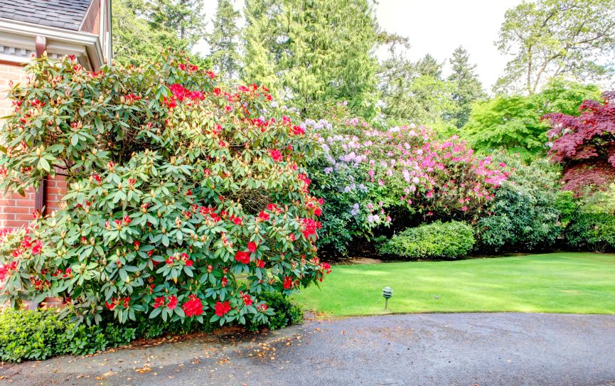 Rhodendrons Bushes Are Not to Be Be Prunes in the Spring