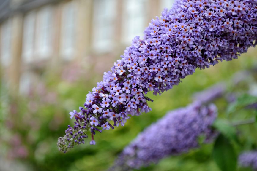 Butterfly Bushes Are Ideal for Pruning Bushes in the Spring