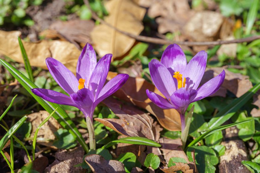 Crocuses A Spring Flower Useful to Indicate When to Start Planting a Garden