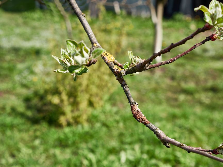 Fruit Trees pruning in the Spring is Important to Avoid Fungal Disease