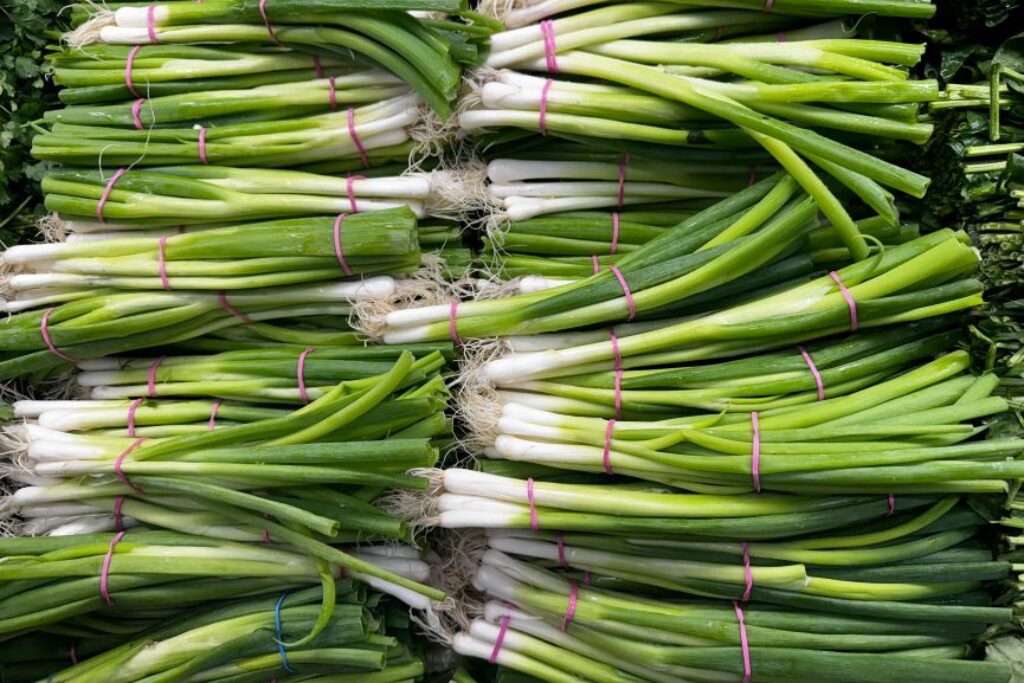 Harvesting Green Onions Properly Allows Regrowth