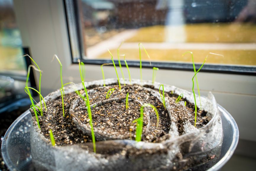 Growing Green Onions Indoor from Seeds Early