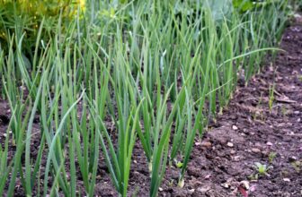 How to Grow Green Onions in a Garden Successfully - Tips and Tricks