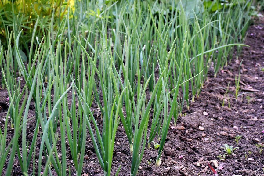 How to Grow Green Onions in a Garden Successfully - Tips and Tricks