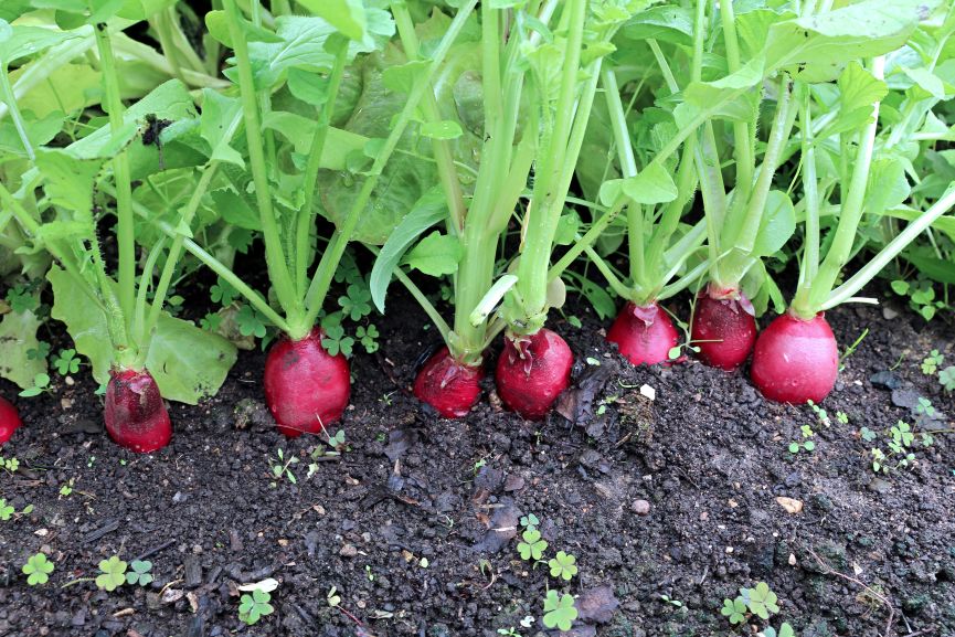 Radishes Can be Planted before the last Spring frost.