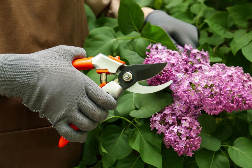 Lilac Tree being trimmed after bloom