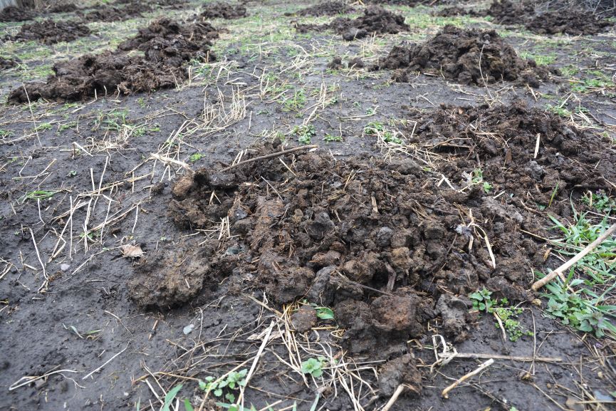 Applying organic fertilizer, cow manure into soil of the vegetable garden before plowing in spring to increase higher yield of organic food.
