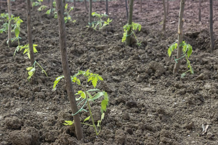 SDtakes for Tomato Plants - the Old-Fashion Way