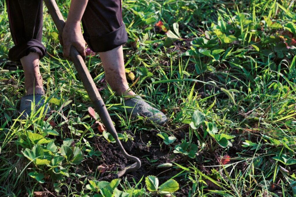 Removing Weeds With a Hoe is a Part of Setting Your Garden Up for Success