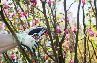 Pruning Bushes in the Spring