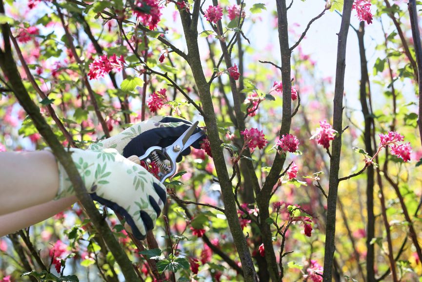 Pruning Bushes in the Spring