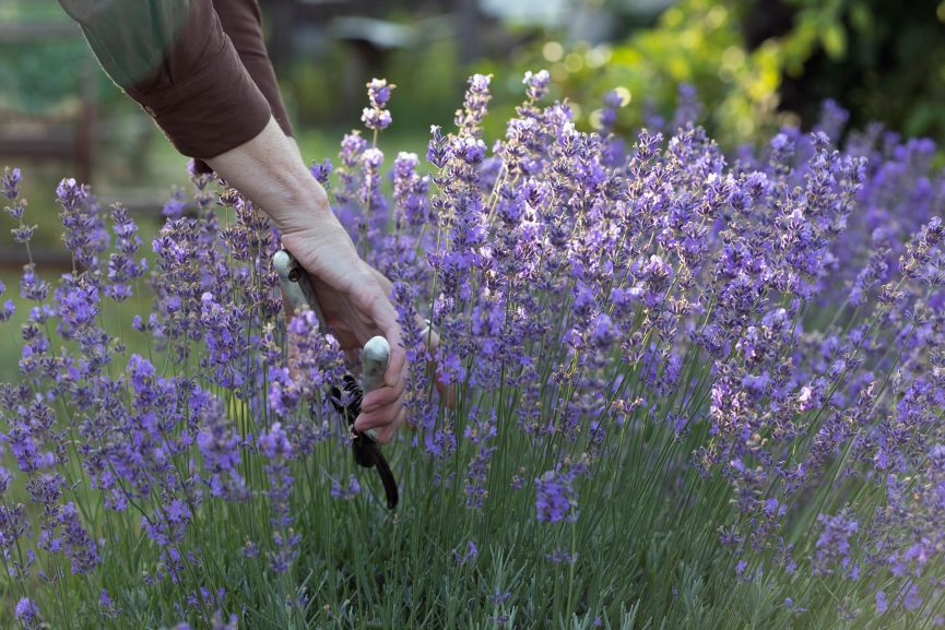Pruning Lavender in the Spring Can Be Very Beneficial to the Plant