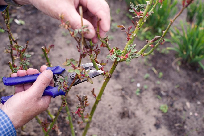 pruning Bushes in the Spring Such as Rose Bushes