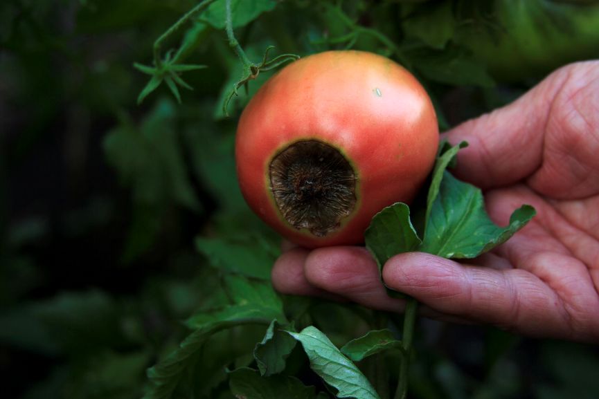 Tomato With Blossom-End-Rot Disease