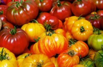 Growing your Own Tomatoes the Right Way