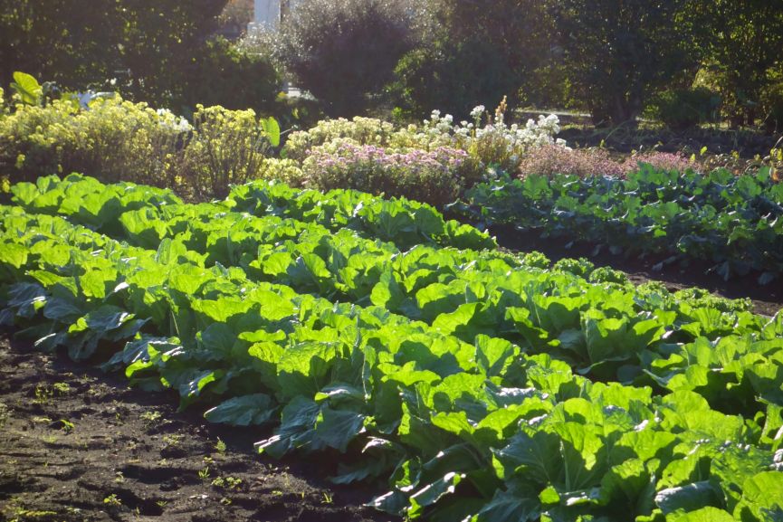 Increasing Sunlight Hours Is an excellent Sign to Start Your Garden