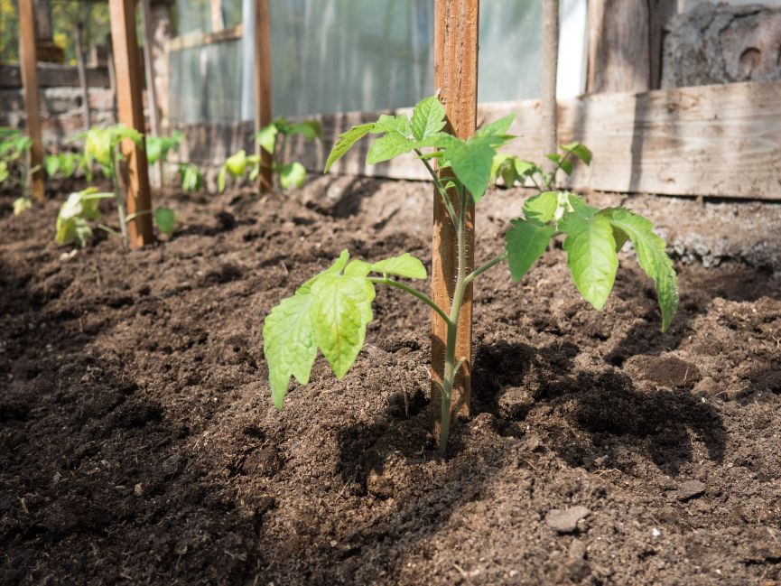 Soil Preparation is a Key portion of growing Your own Tomato Plant