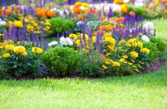Best Flowers to Decorate the BackYard