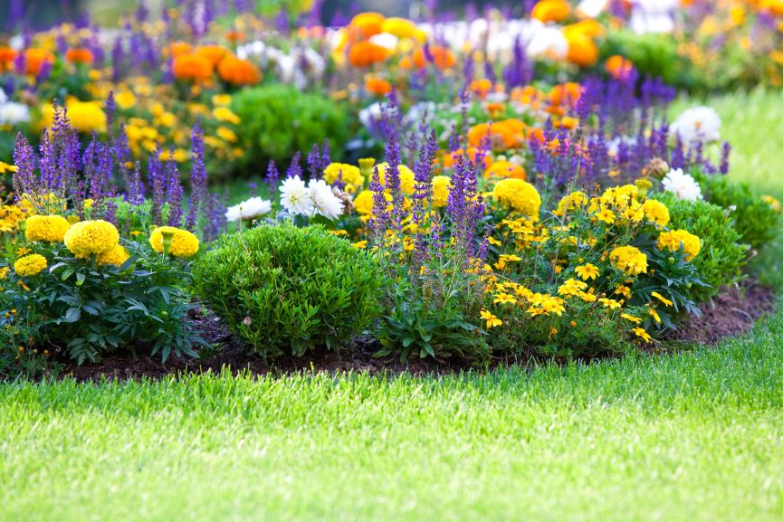 Best Flowers to Decorate the BackYard