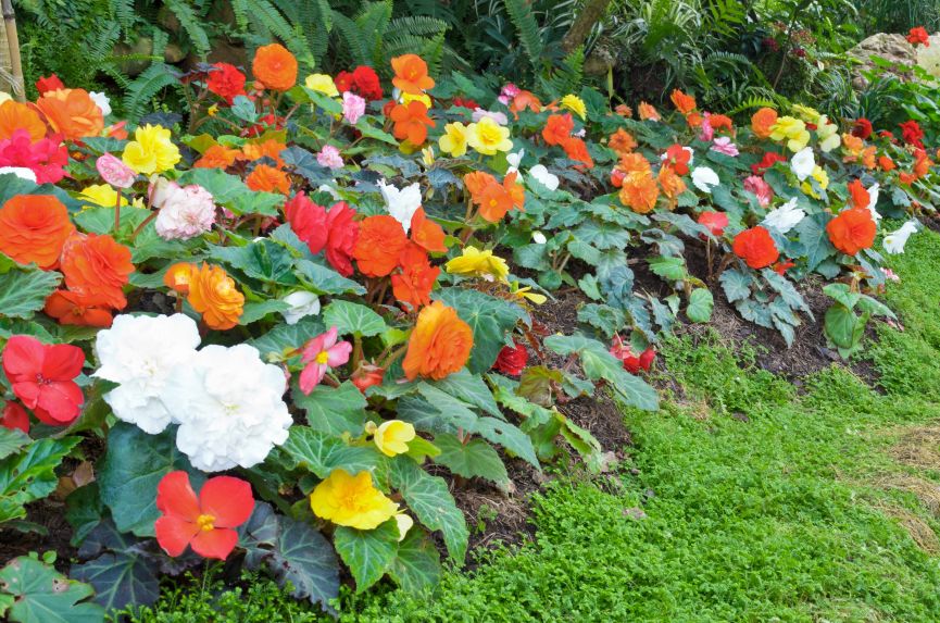 Best Flowers to Decorate the Backyard Are Begonias For Shady Areas