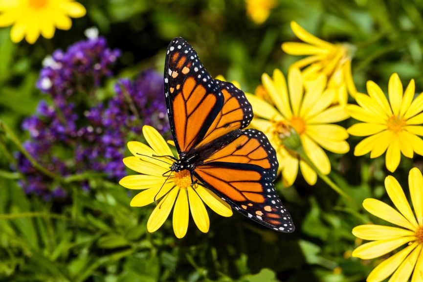 Plant Flowers Suitable to Pollinators Like Butterflies