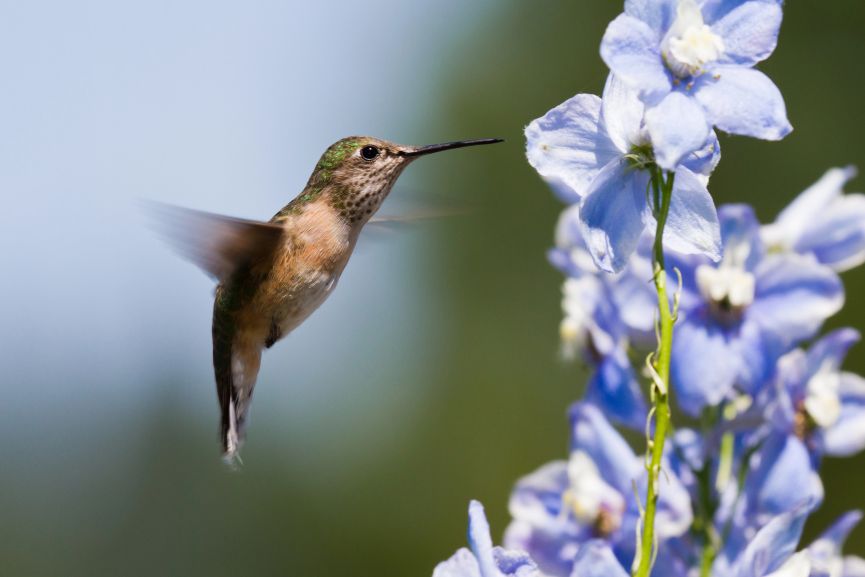Hummingbird are great pollinators in a flower garden