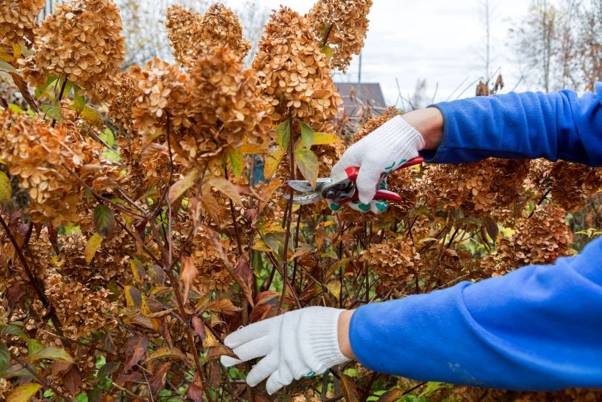 Smooth Hydrangeas Fall In the Category of How to Prune Spring Perennials Properly