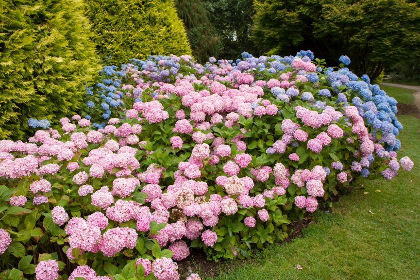 Hydrangea are excellent perennial flowers for a garden