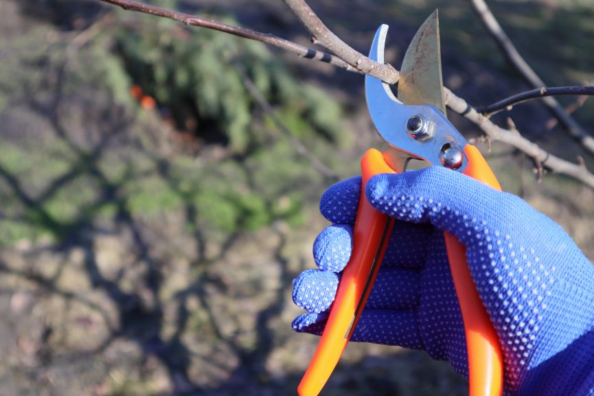 How to Prune Spring Perennials Properly and with the Right Tools