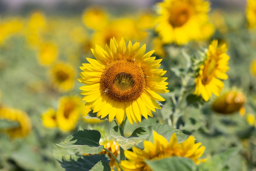 Sunflowers Are Great Flowers To Grow In a Garden
