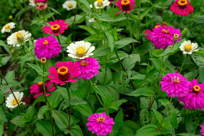 Zinnias are one of the best flowers to decorate your backyard