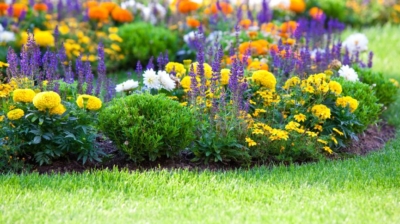 Best Flowers to Decorate Your Backyard: Expert Picks for Color, Privacy, and Curb Appeal