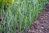 How to Grow Green Onions in Your Garden Successfully – A Complete Beginner’s Guide