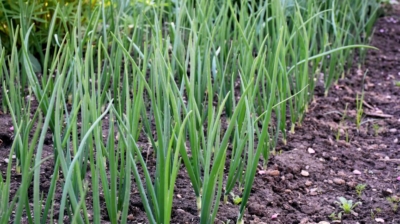 How to Grow Green Onions in Your Garden Successfully – A Complete Beginner’s Guide