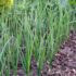 Preparing Garden Soil in the Spring: Complete Step-by-Step Guide