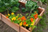 The Ultimate Guide to Plant Companions for Gardening (Boost Growth Naturally)