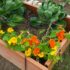 The Art and Science of Backyard Garden Planning